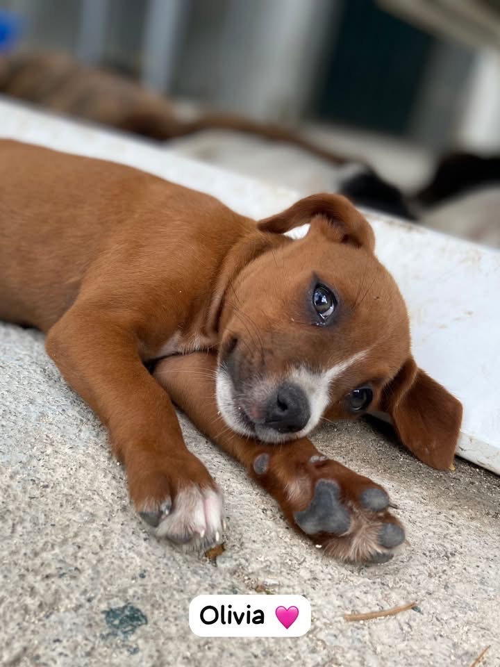Photo of Olivia