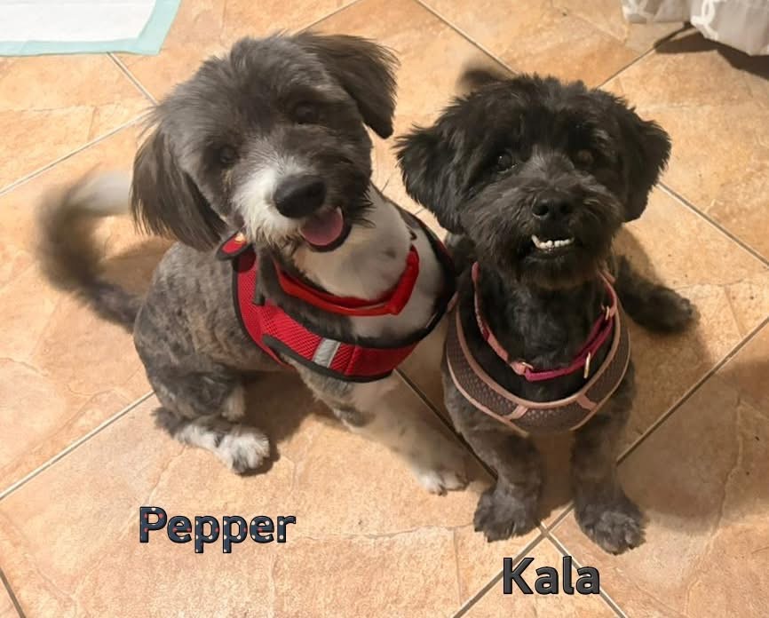 Photo of Pepper