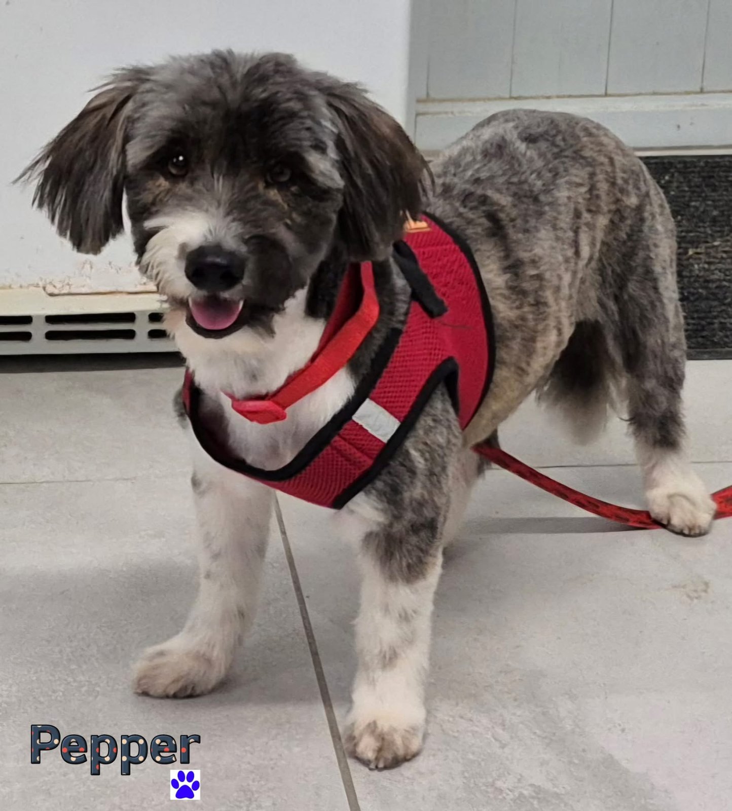 Photo of Pepper