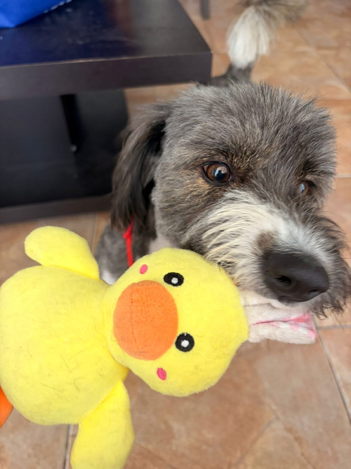 Photo of Pepper