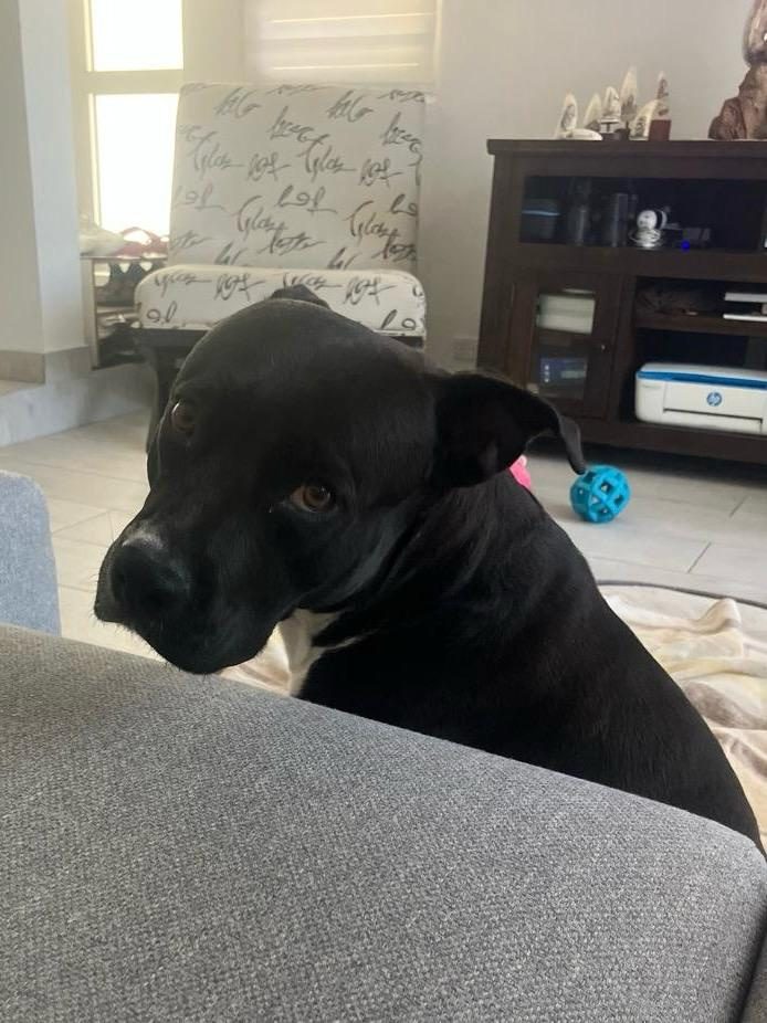 Photo of Pickle