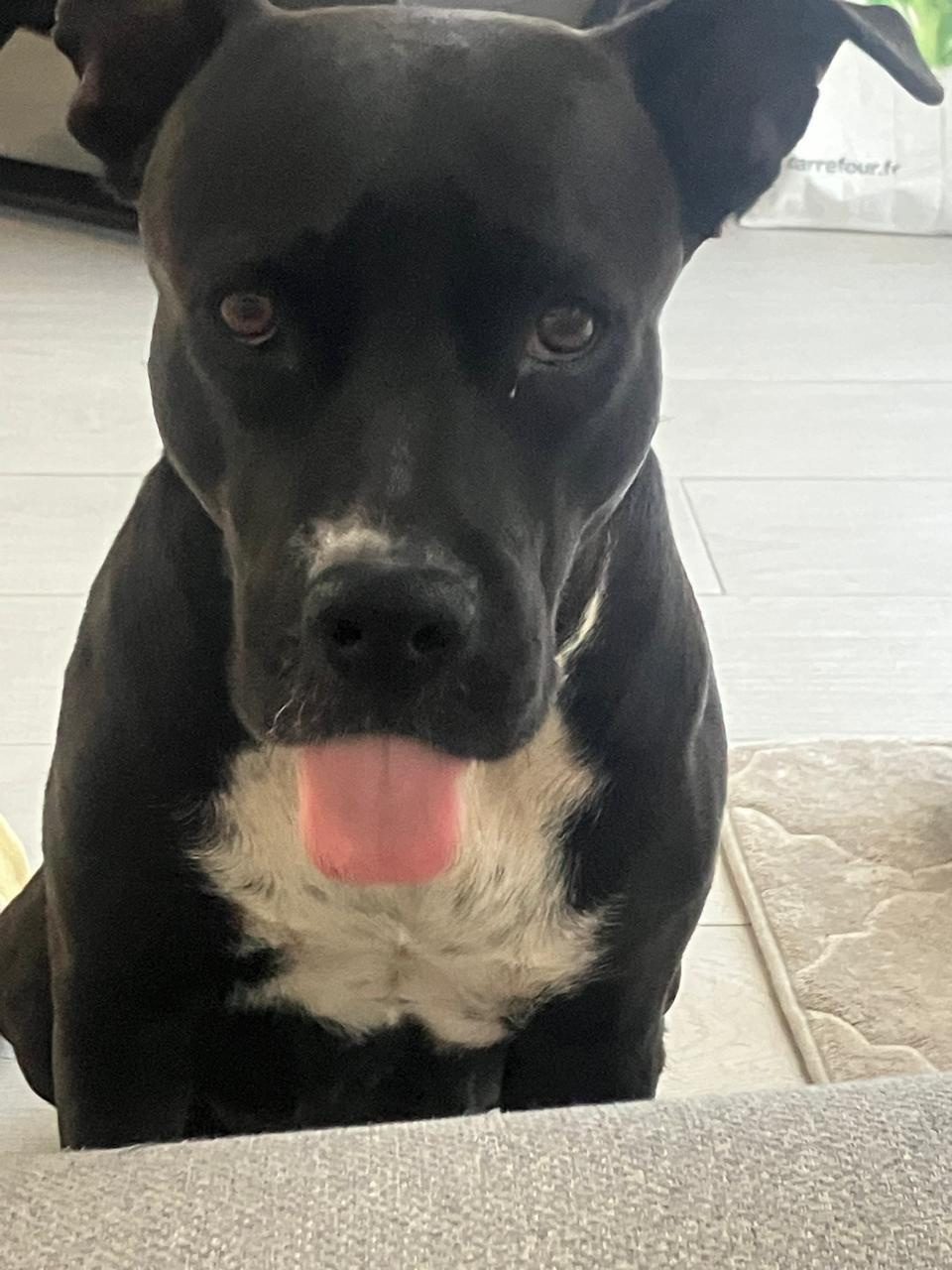 Photo of Pickle