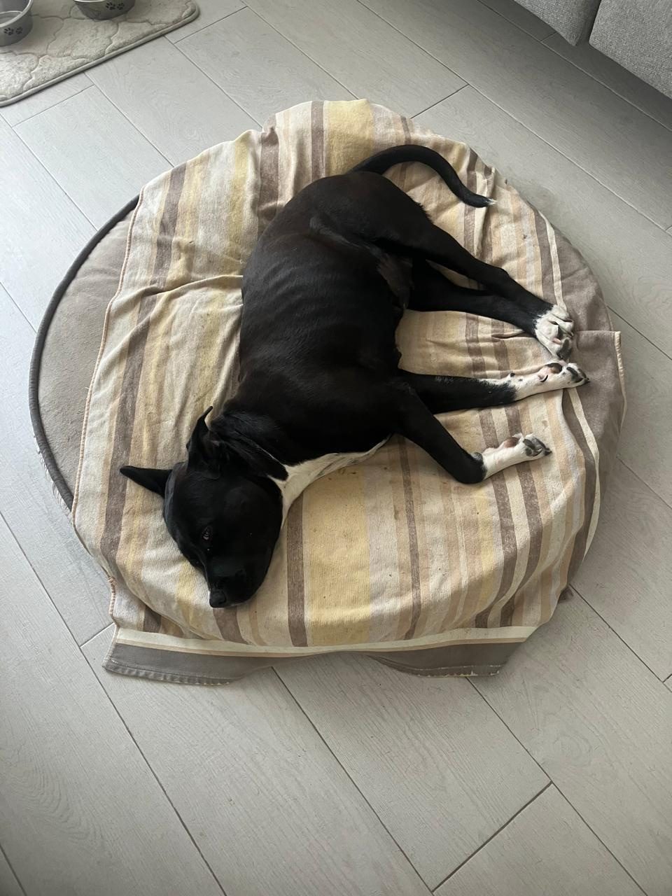 Photo of Pickle