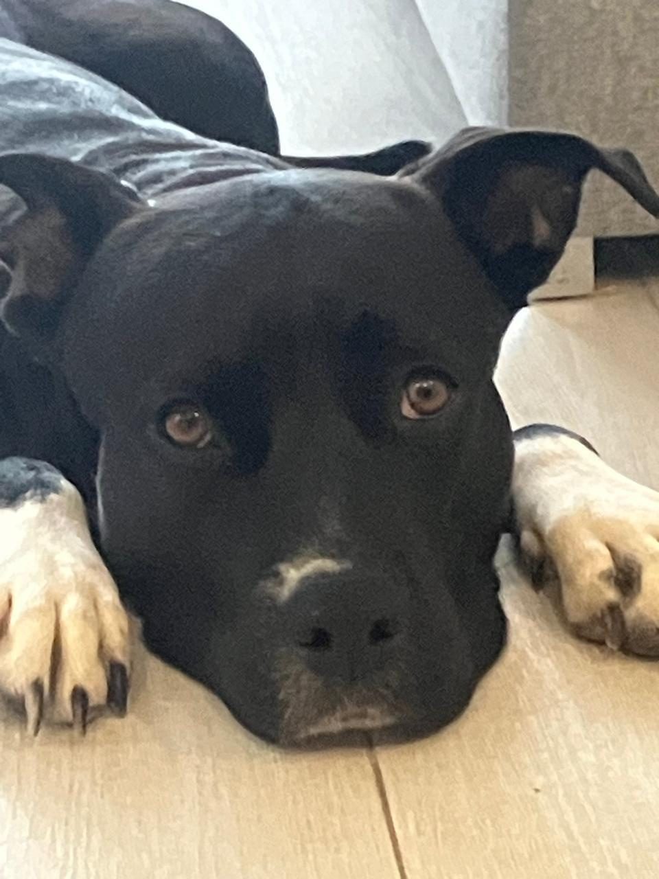 Photo of Pickle