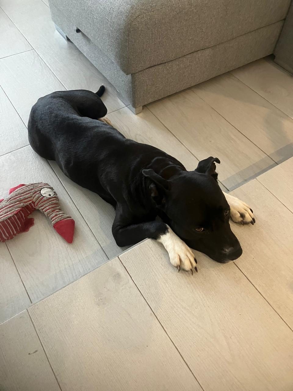 Photo of Pickle