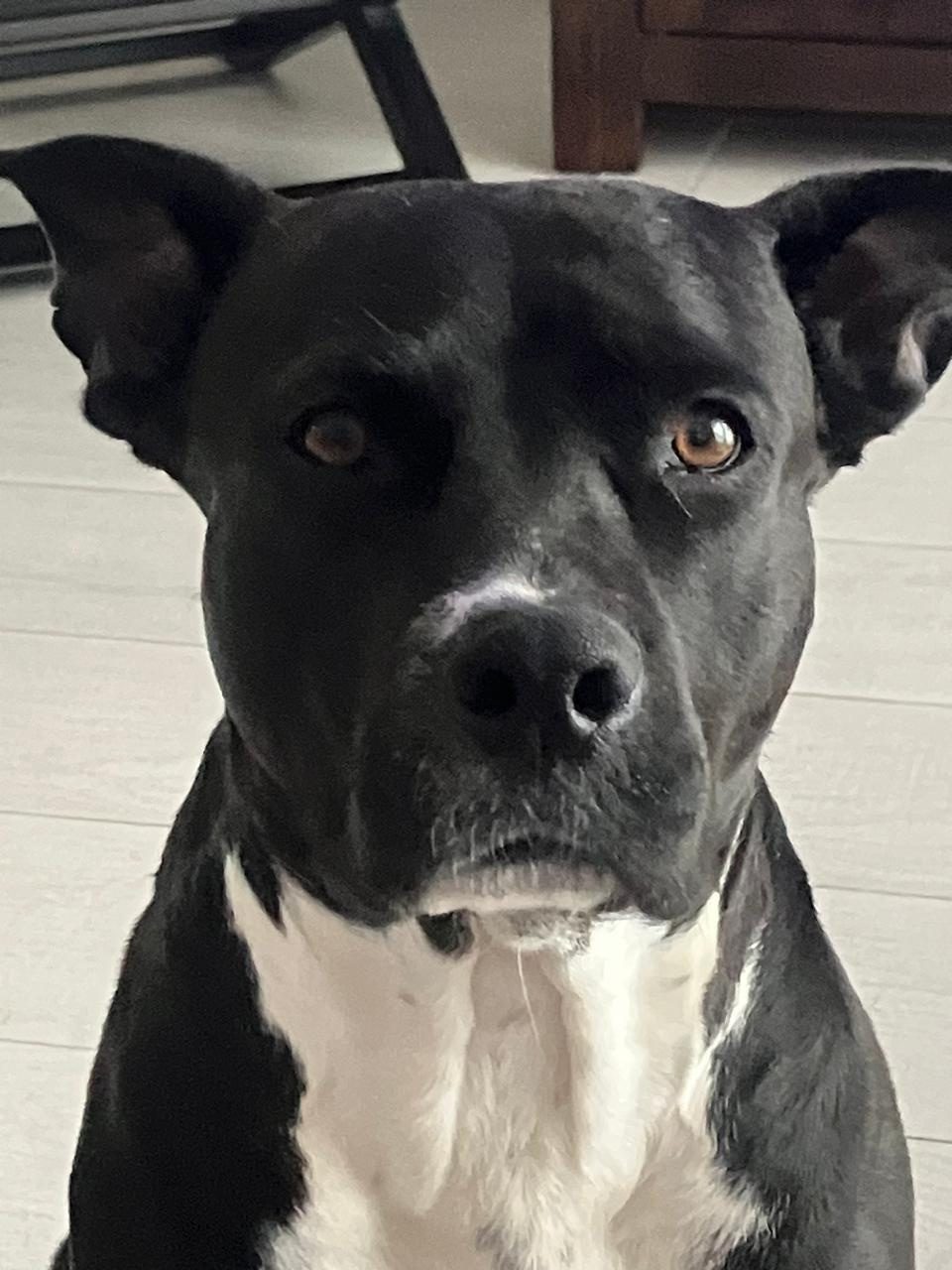 Photo of Pickle