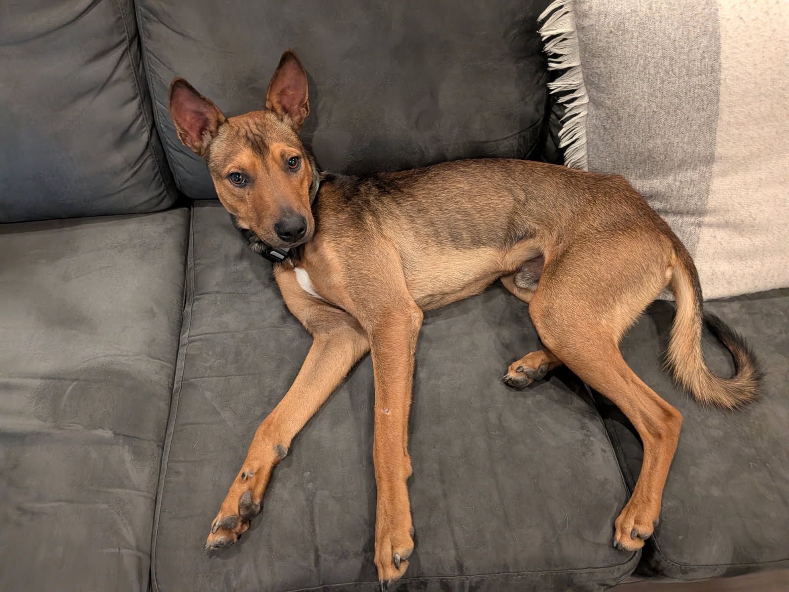 Photo of Pickle