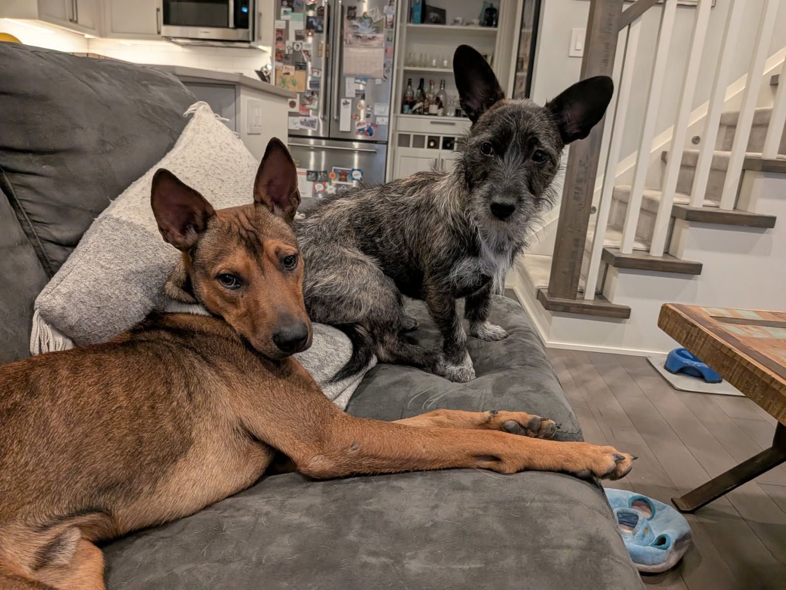 Photo of Pickle