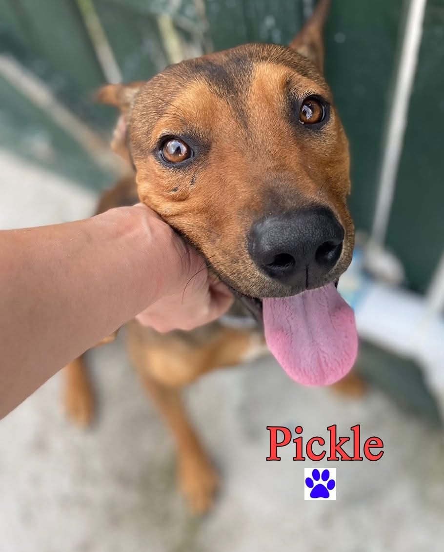 Photo of Pickle