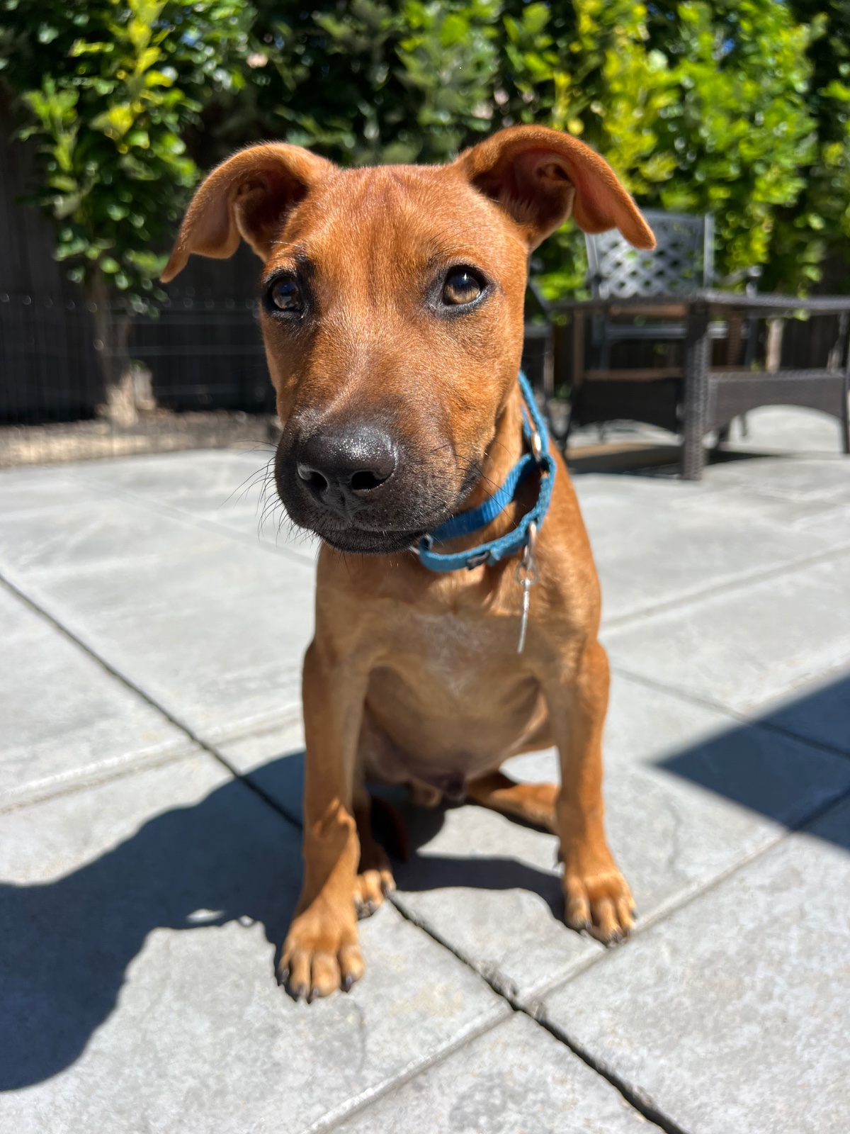 Photo of Pirate