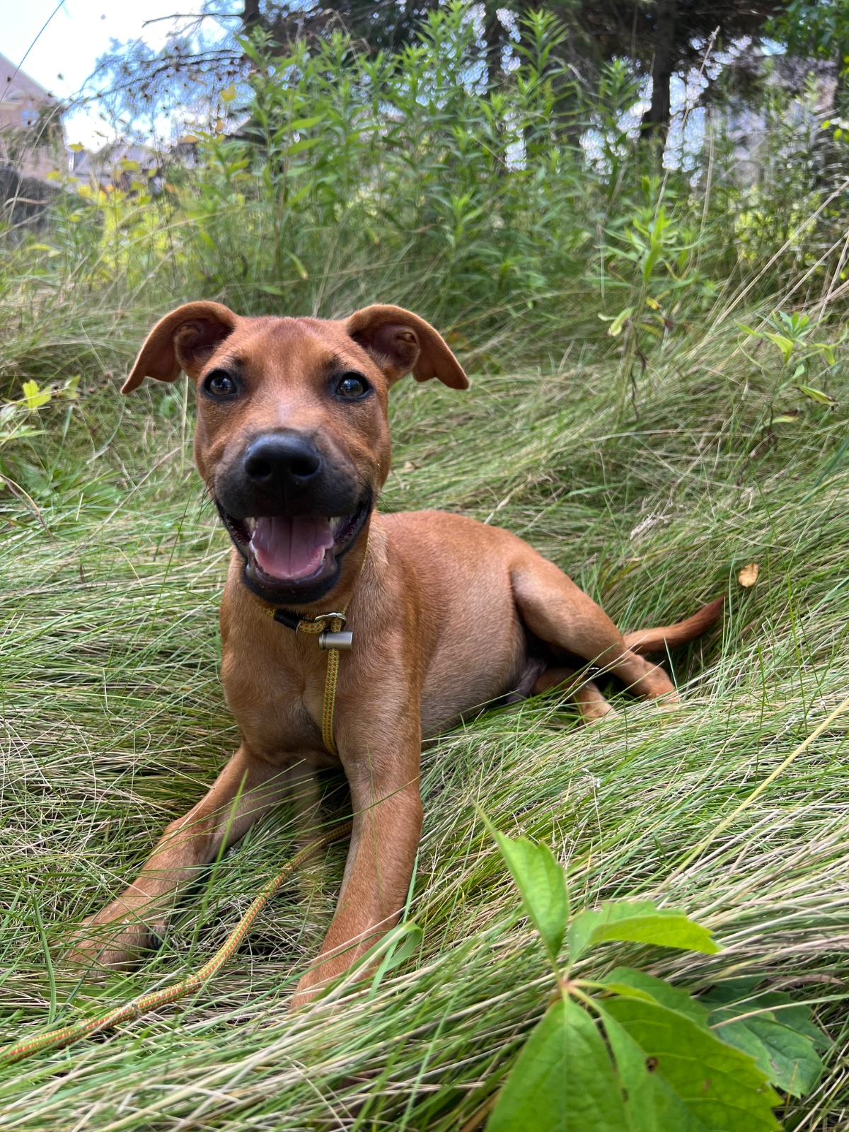 Photo of Pirate