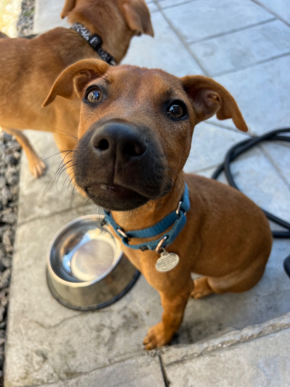Photo of Pirate