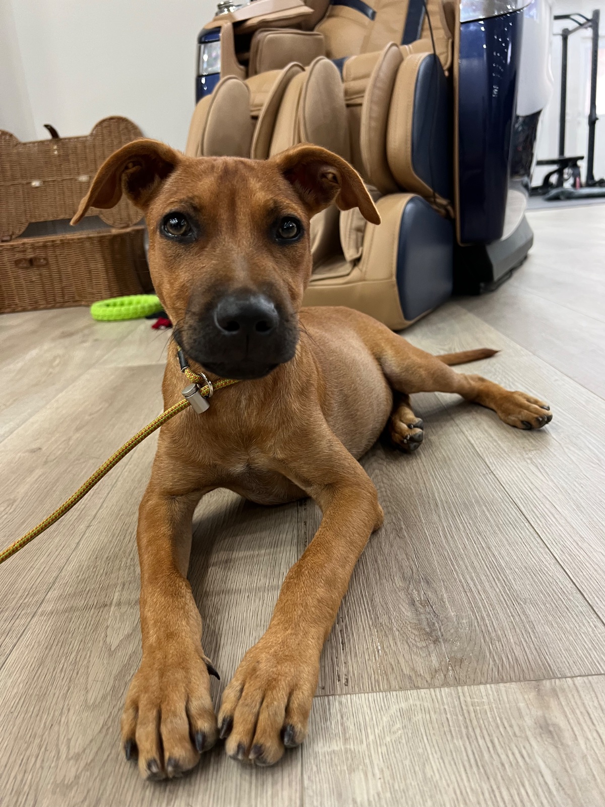 Photo of Pirate
