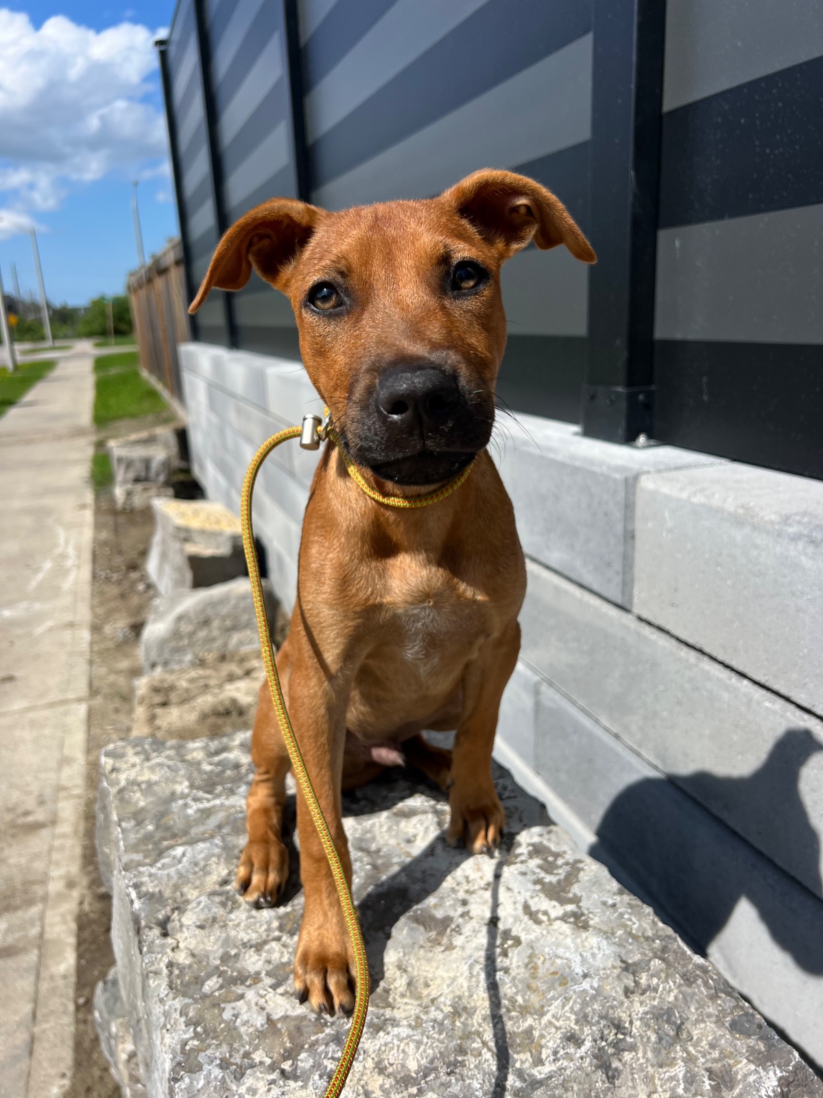 Photo of Pirate