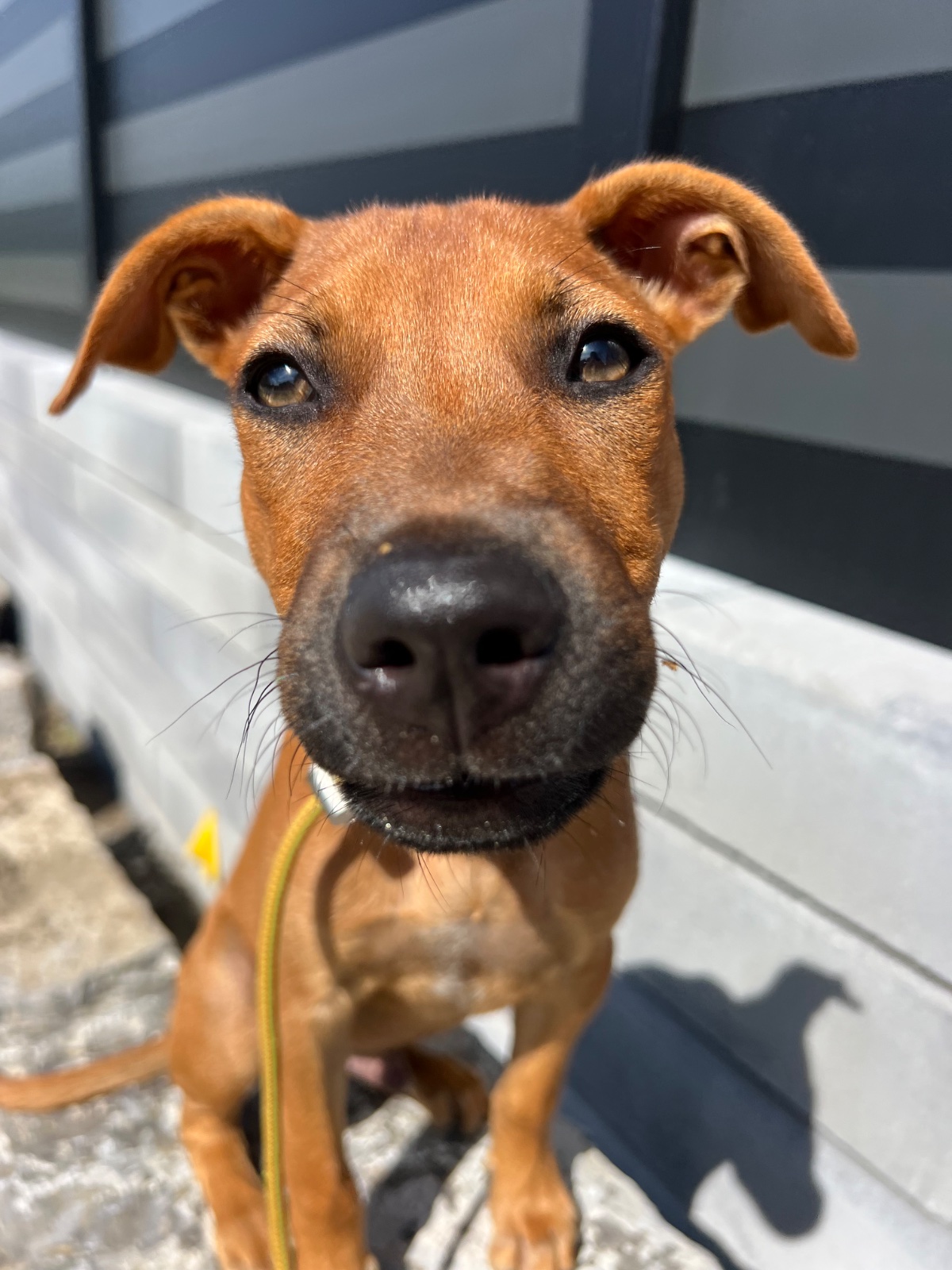 Photo of Pirate