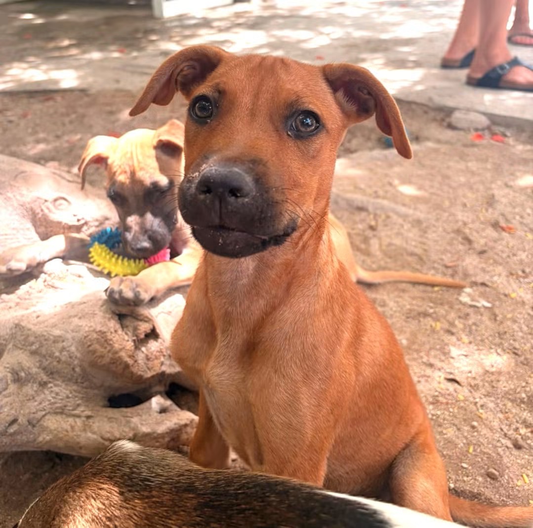 Photo of Pirate