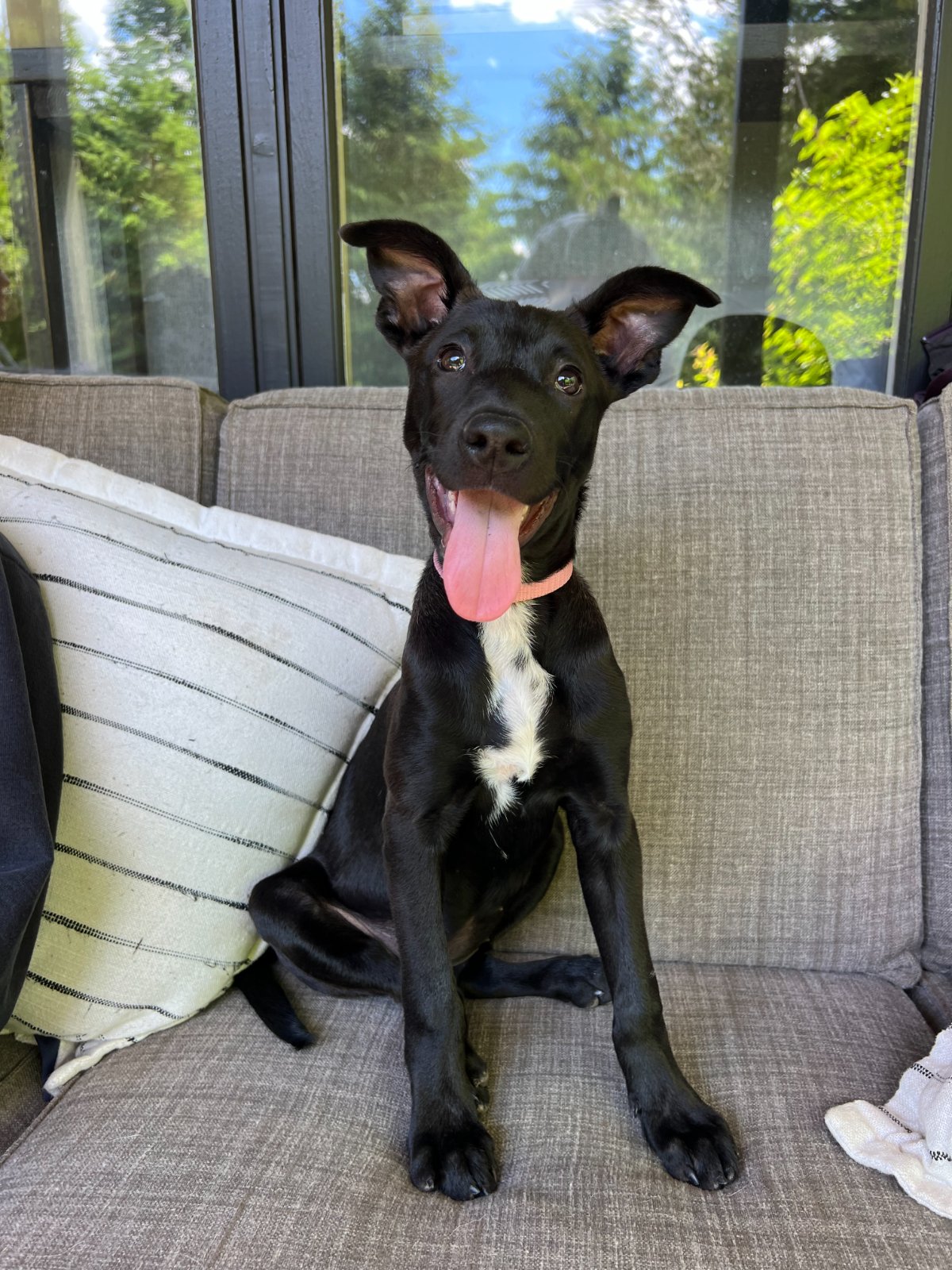 Photo of Poppy