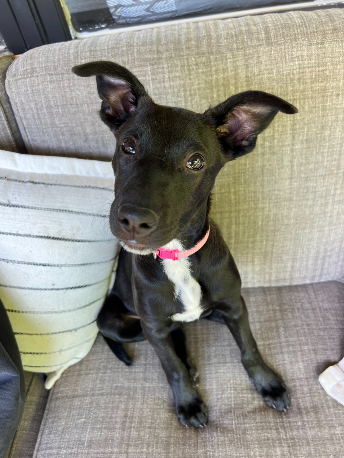 Photo of Poppy