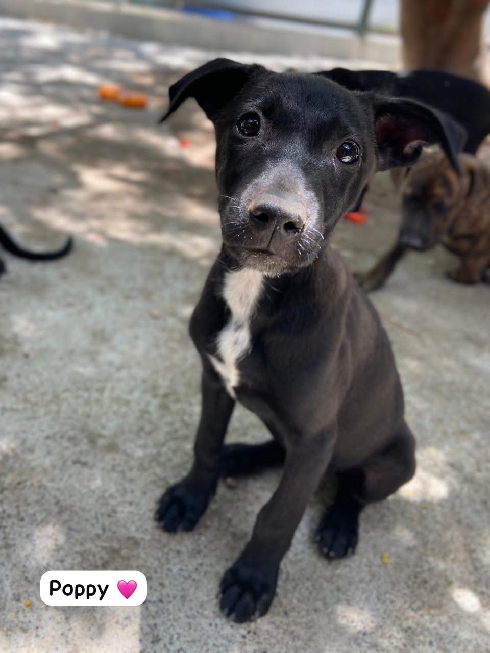 Photo of Poppy