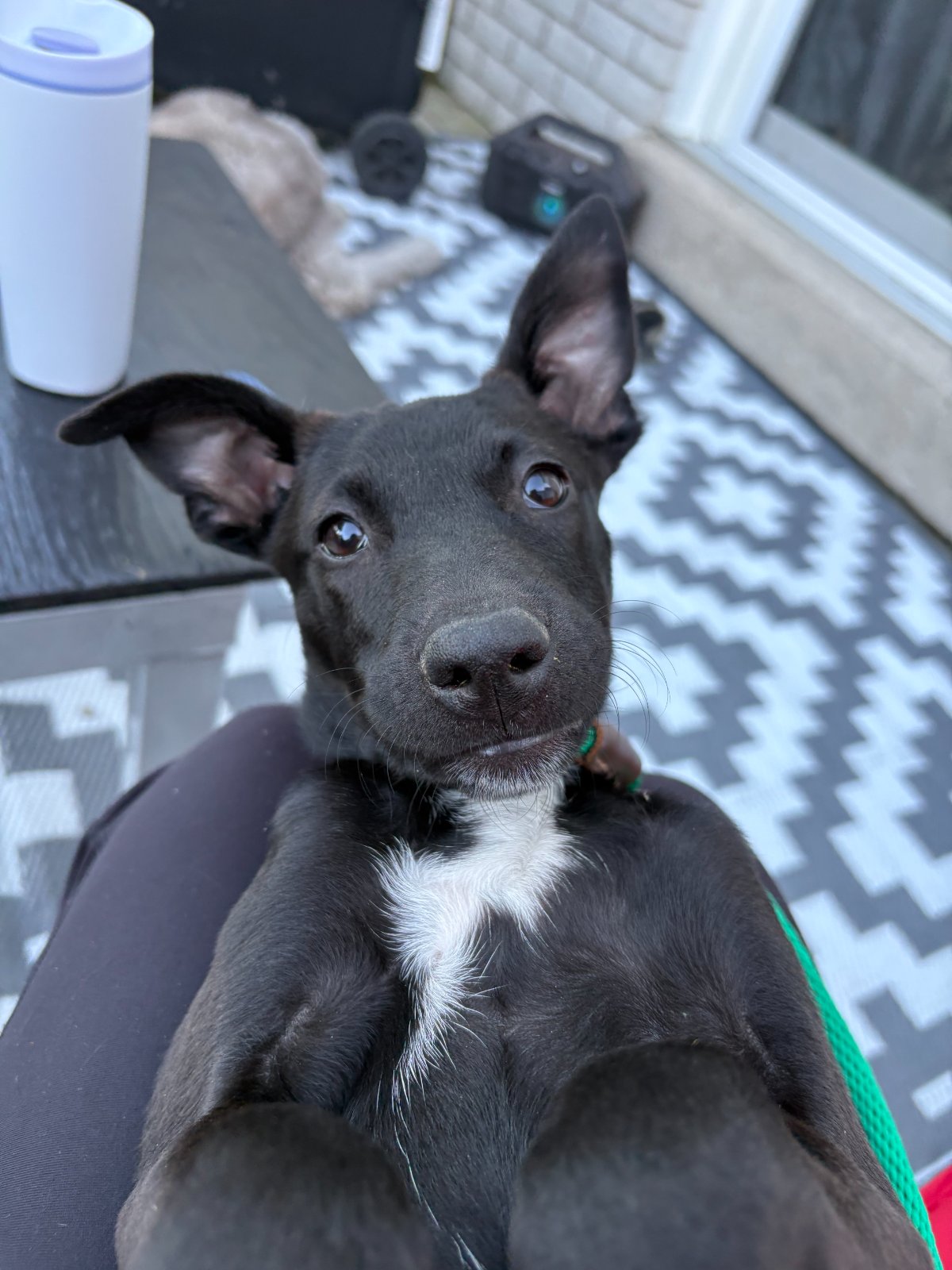 Photo of Poppy