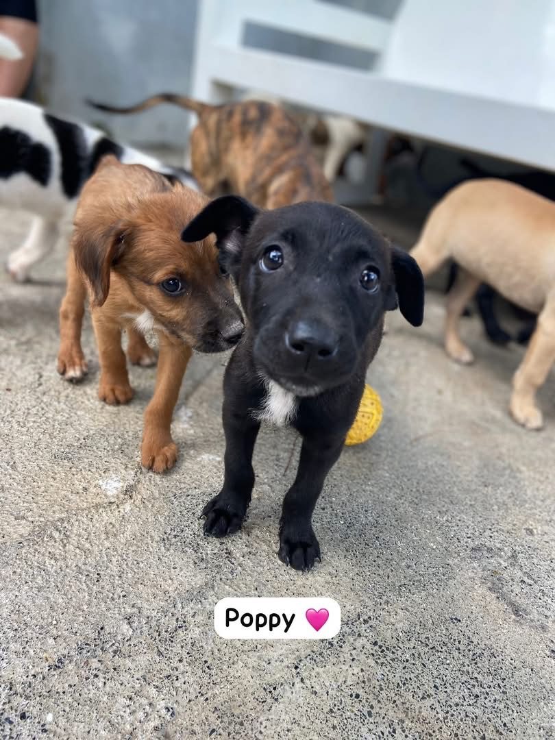 Photo of Poppy