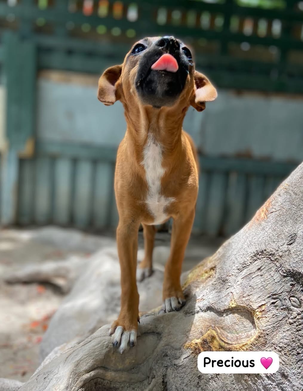 Photo of Precious