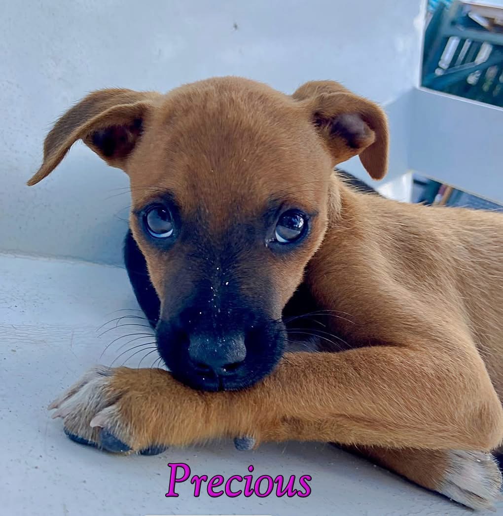 Photo of Precious