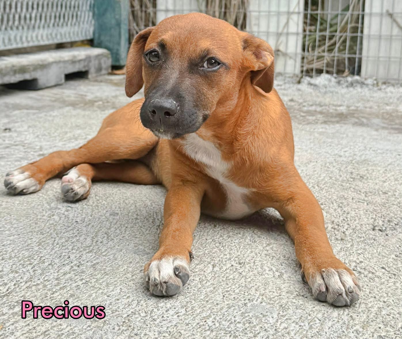 Photo of Precious