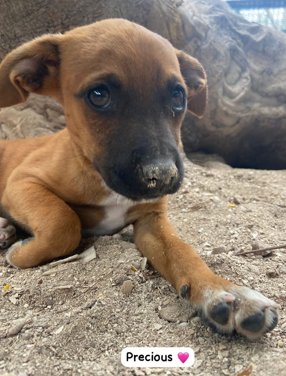 Photo of Precious