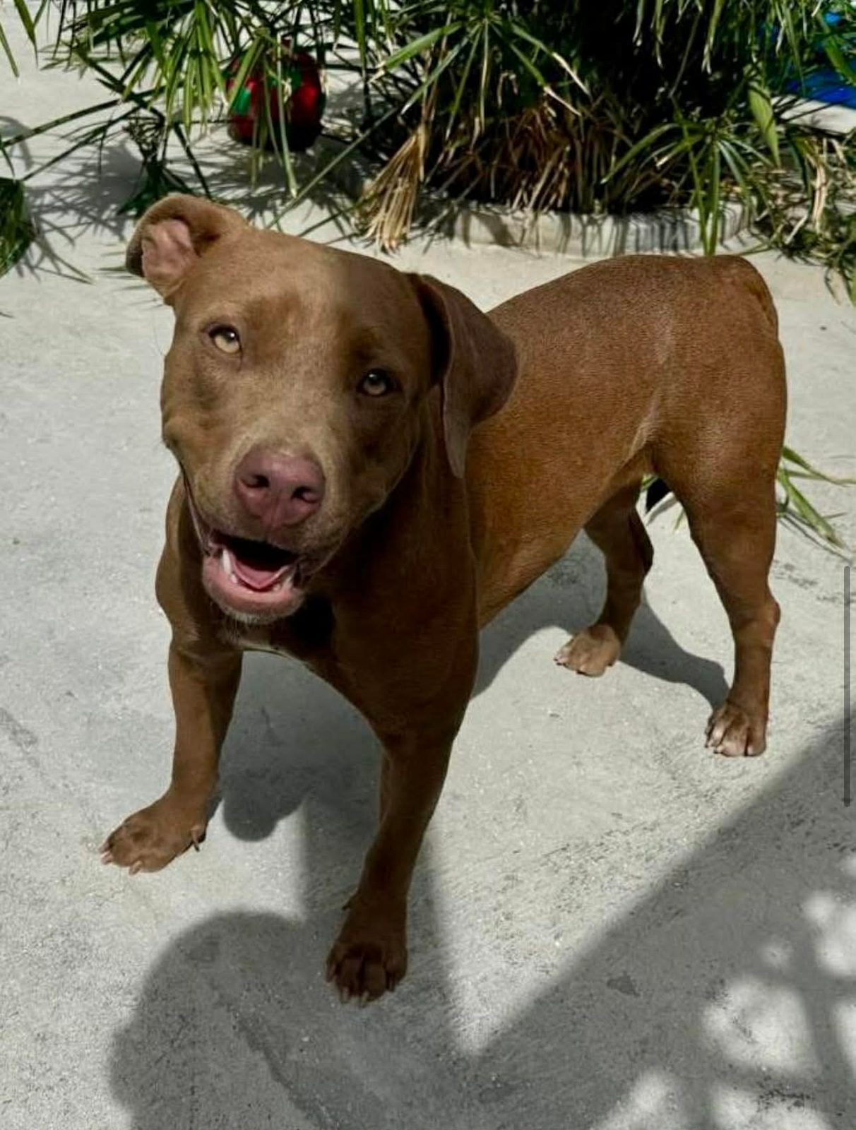 Photo of Pumpkin