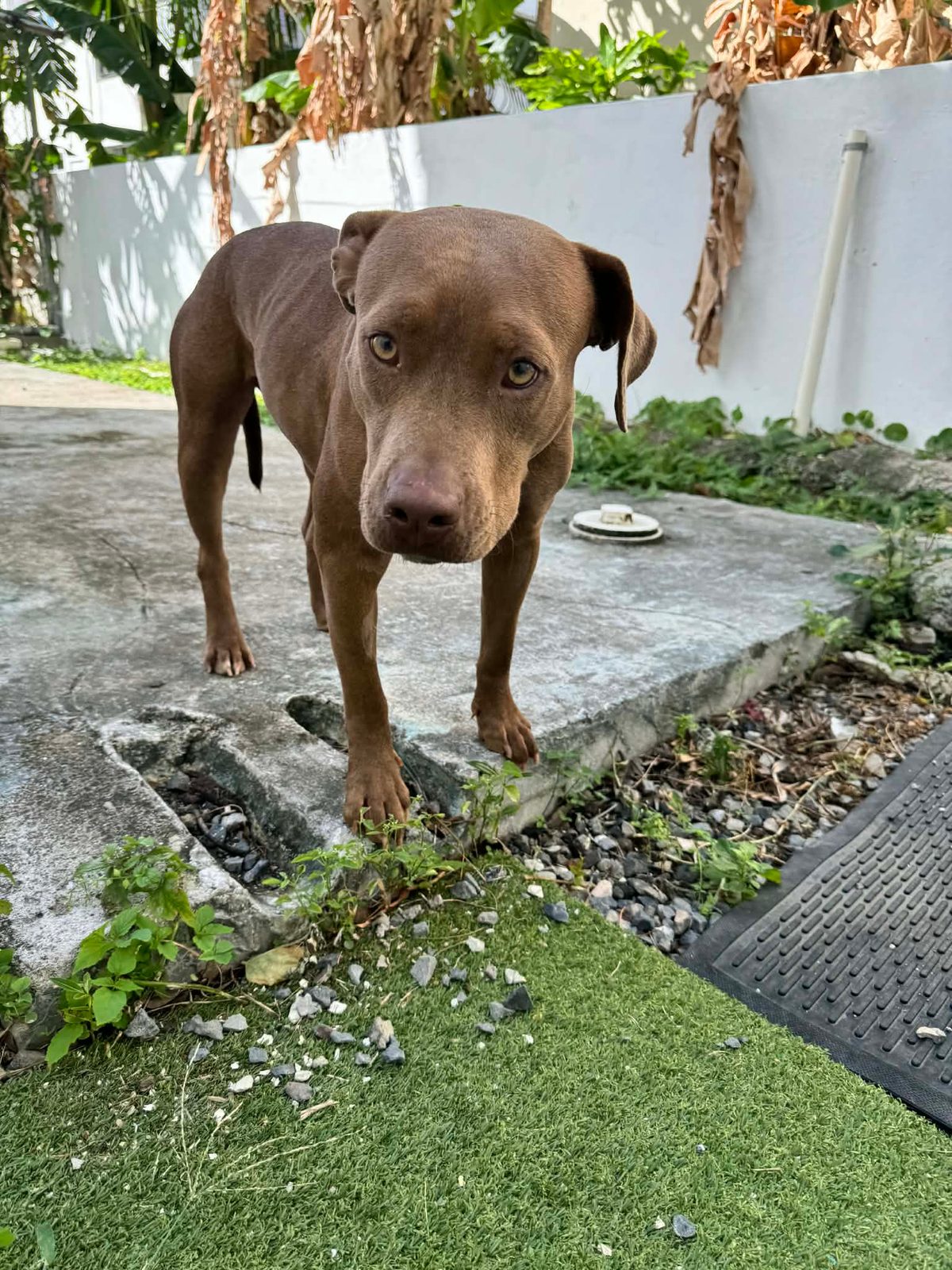 Photo of Pumpkin