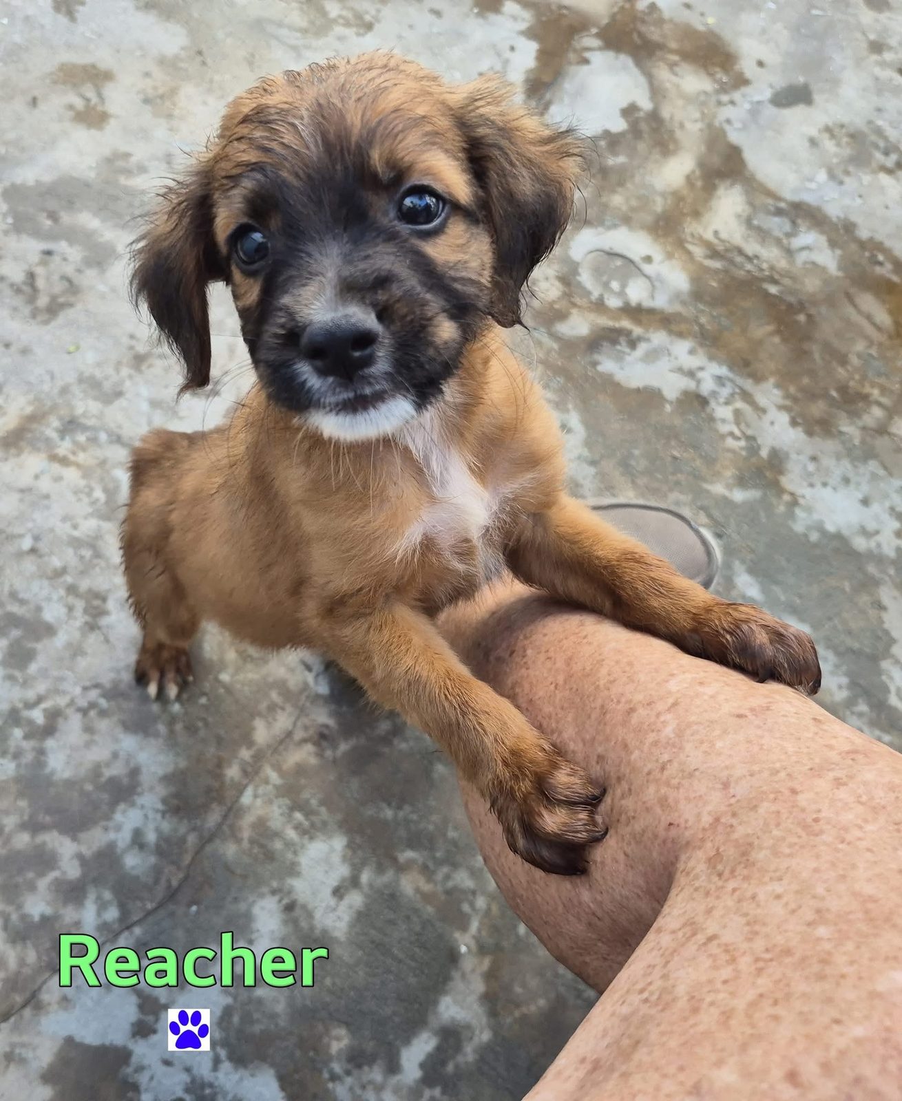 Photo of Reacher