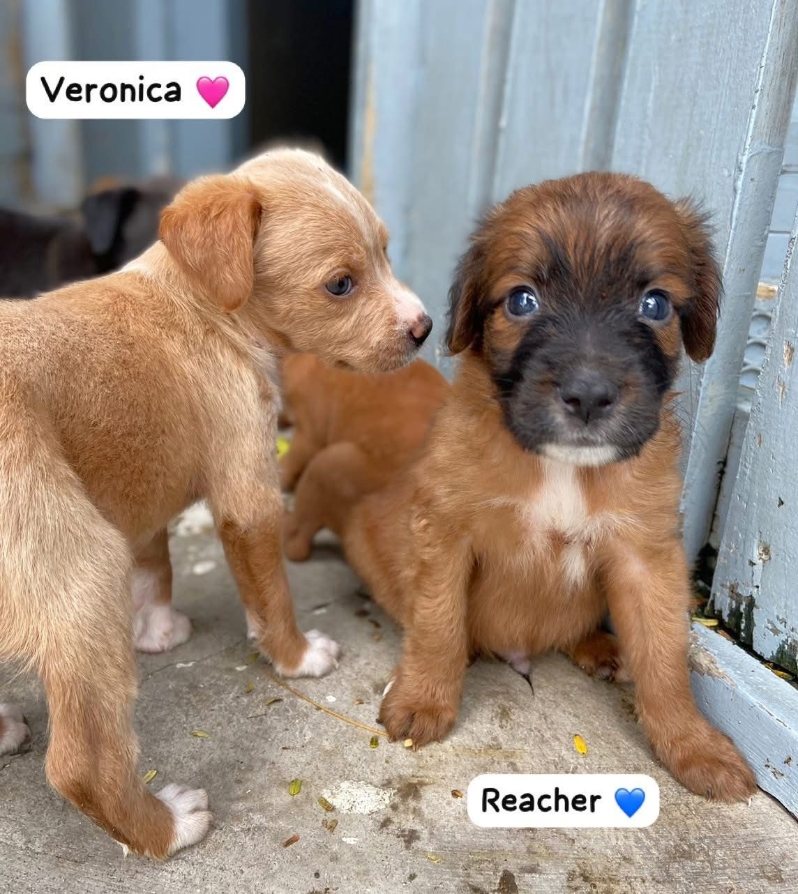 Photo of Reacher