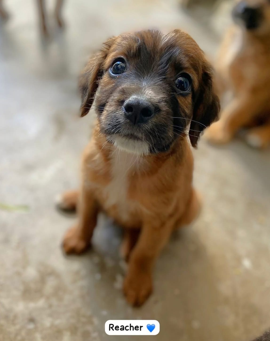 Photo of Reacher