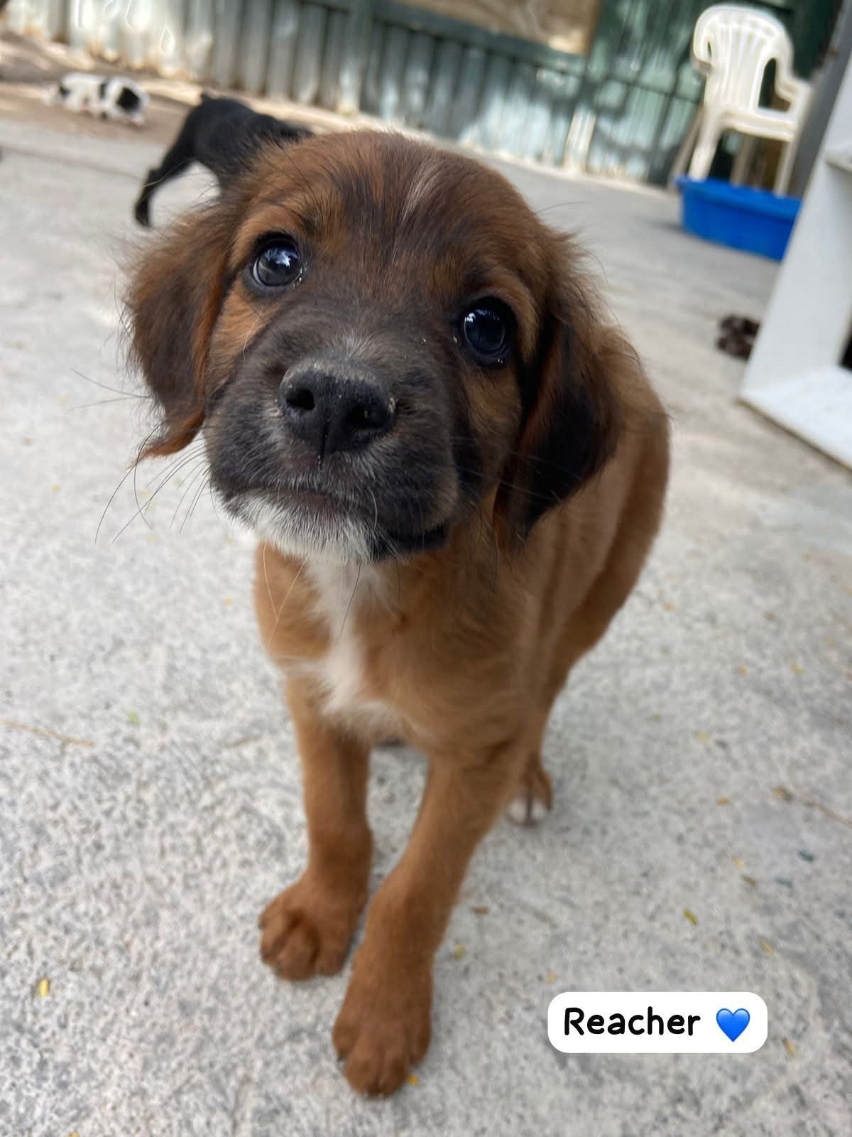 Photo of Reacher
