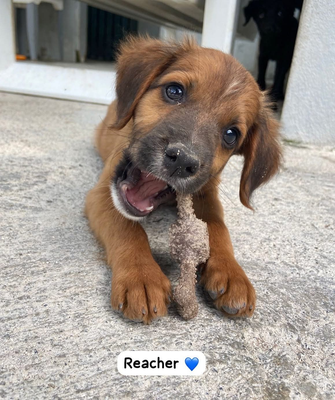 Photo of Reacher