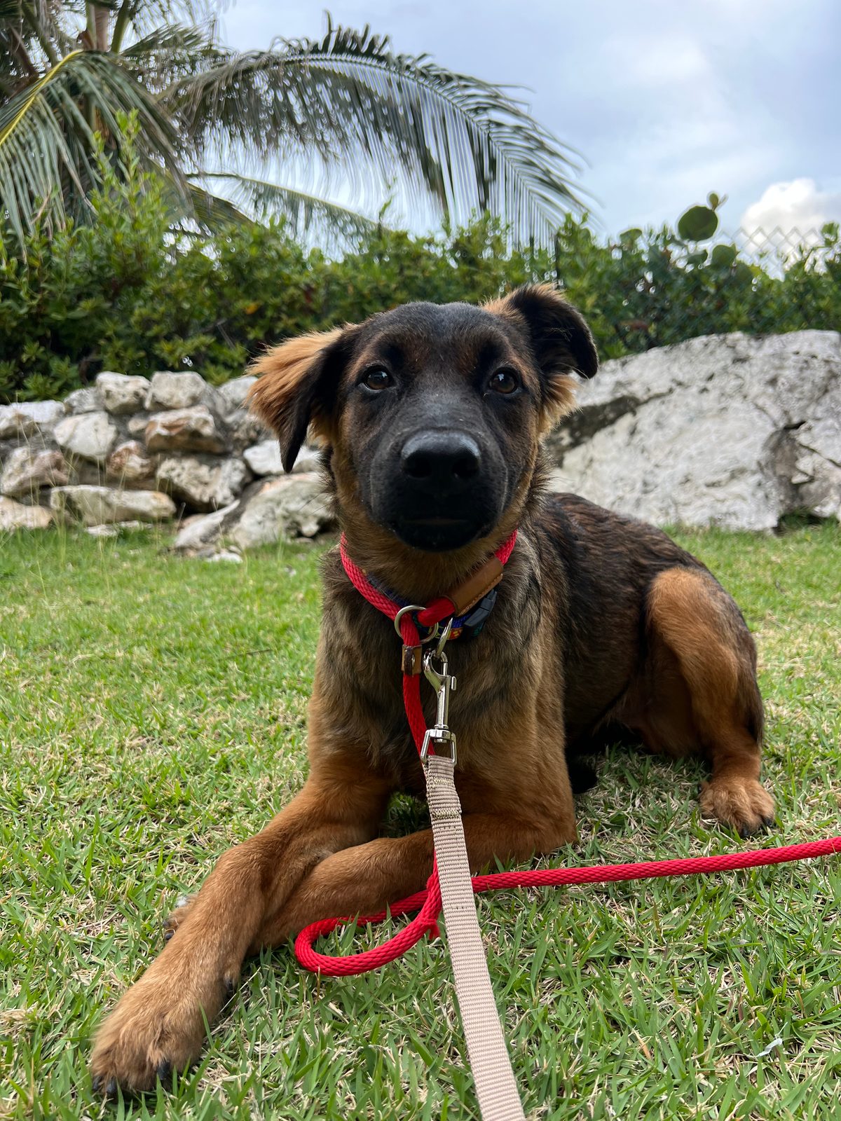 Photo of Remmy