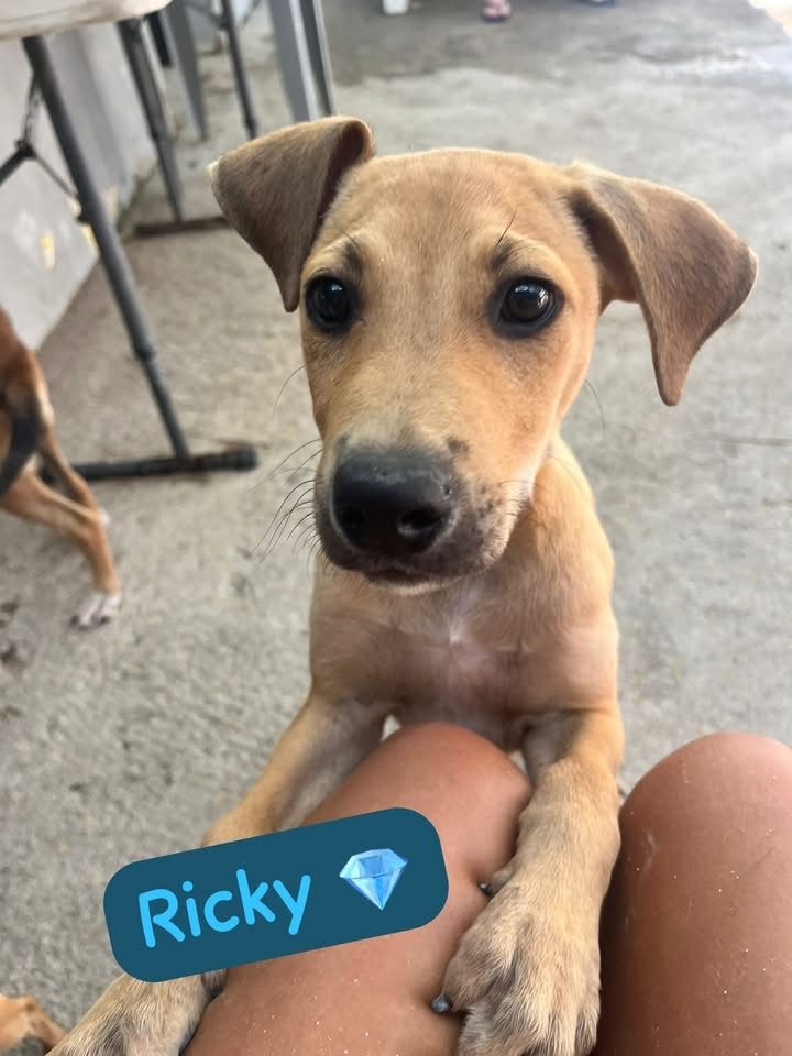 Photo of Ricky