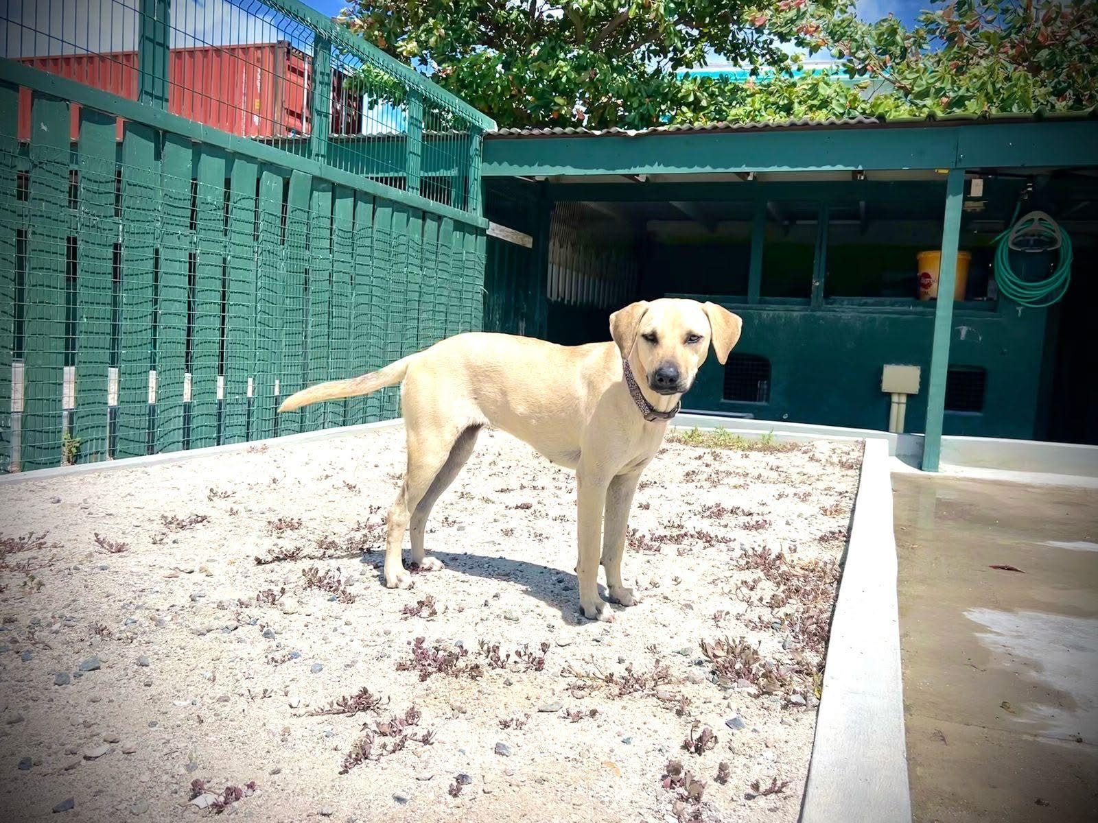 Photo of Riley