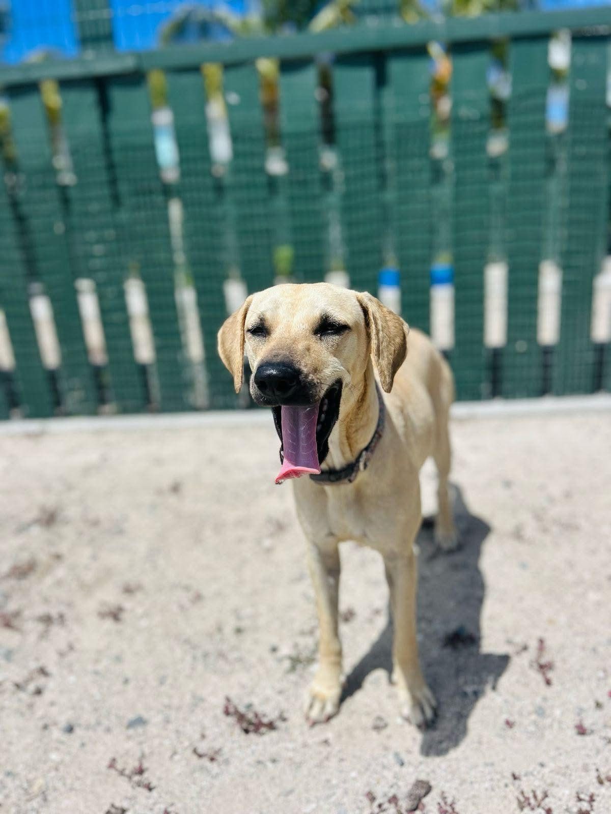 Photo of Riley
