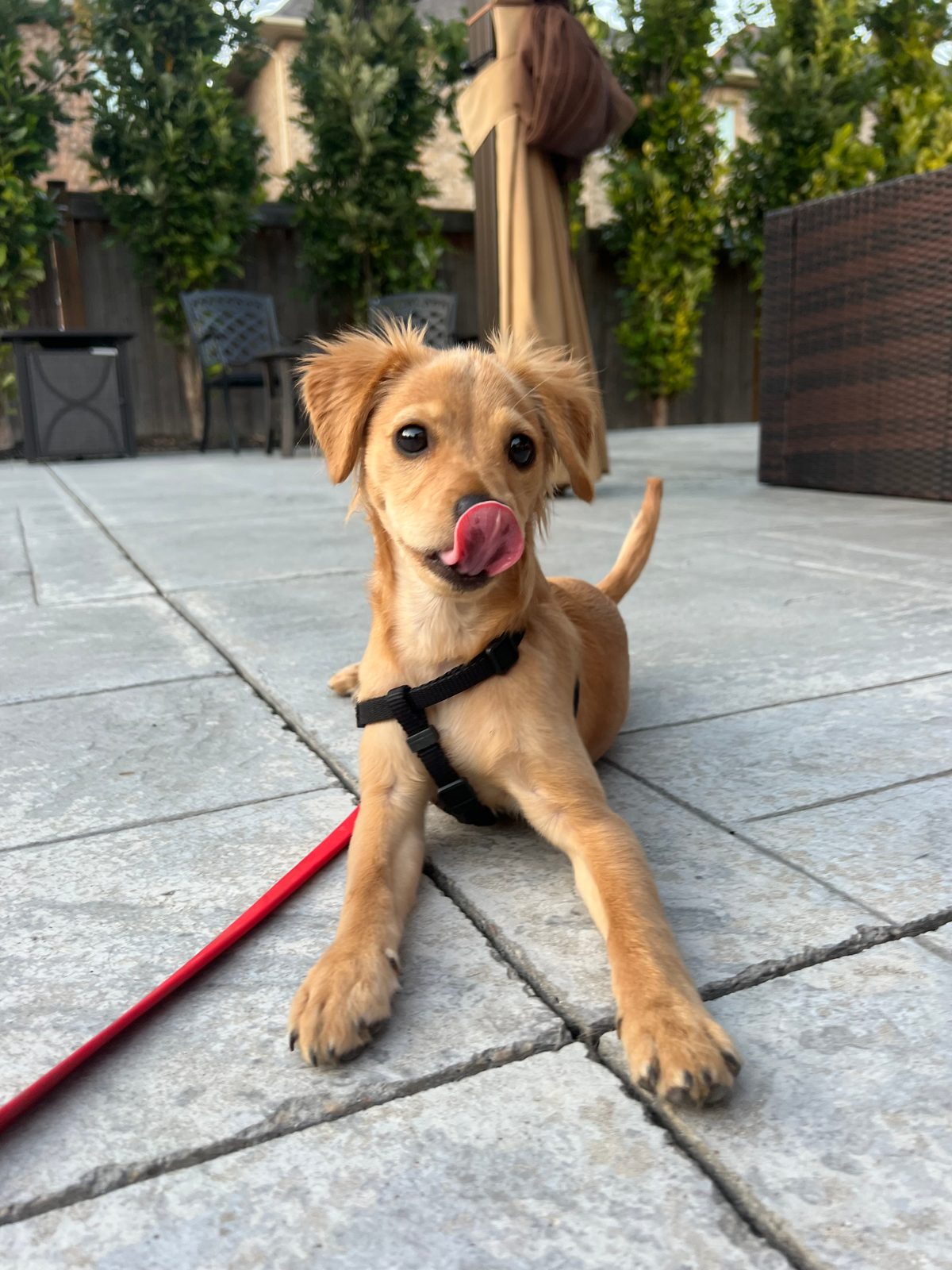 Photo of Riley