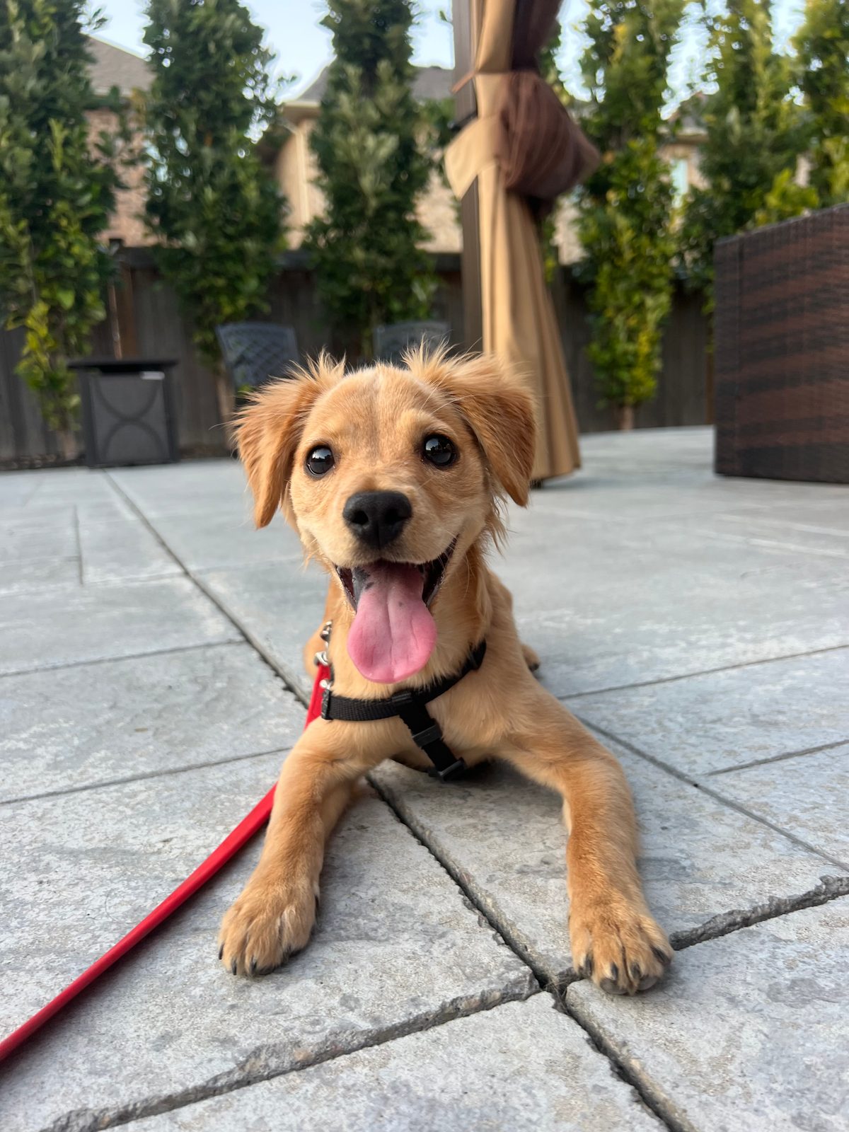 Photo of Riley