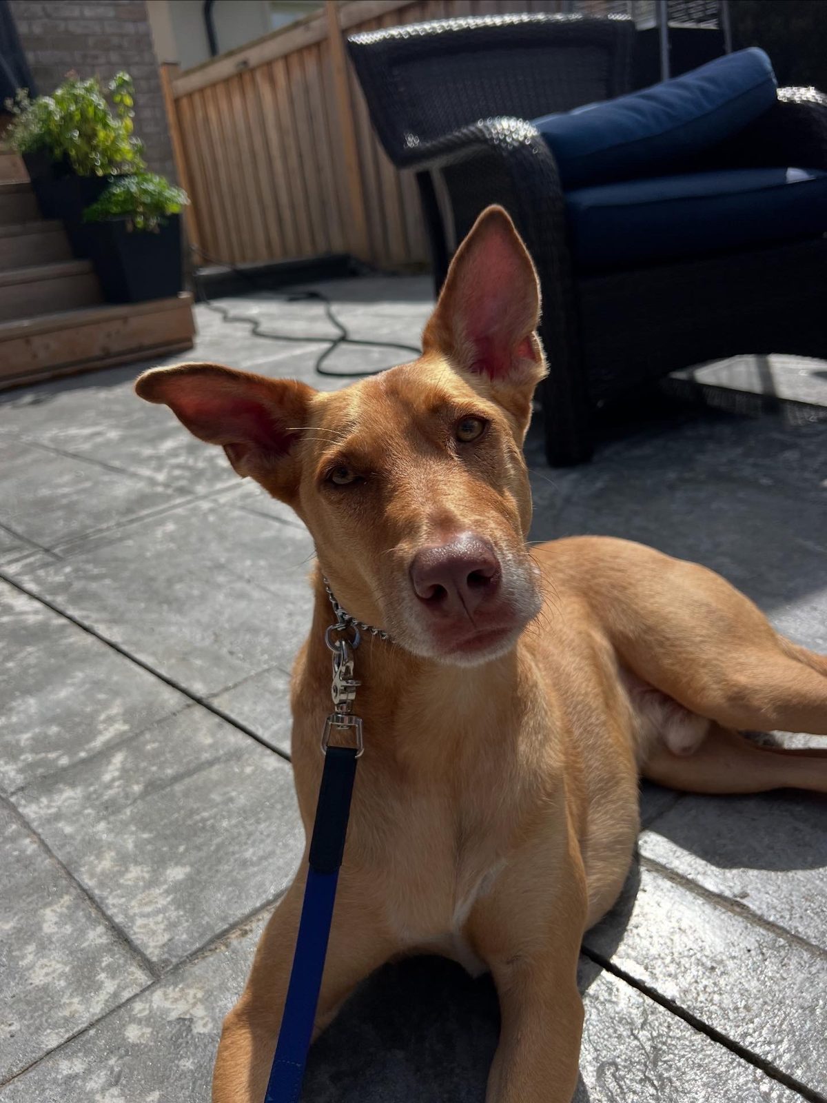 Photo of Ryder