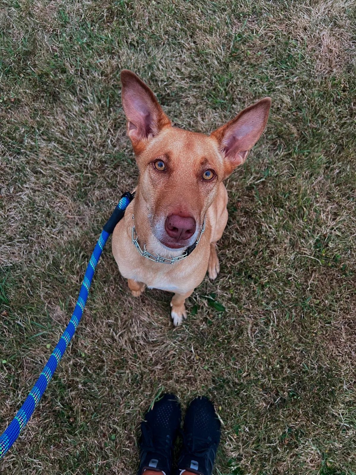 Photo of Ryder