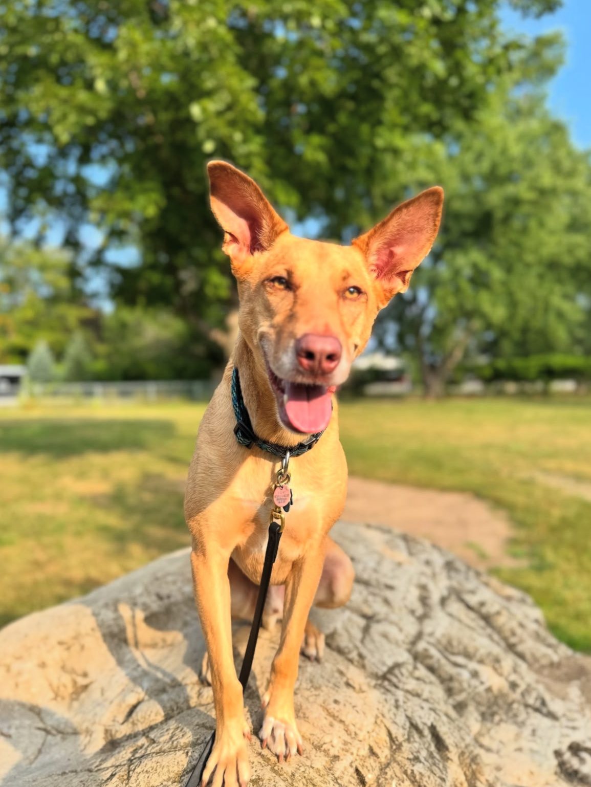 Photo of Ryder