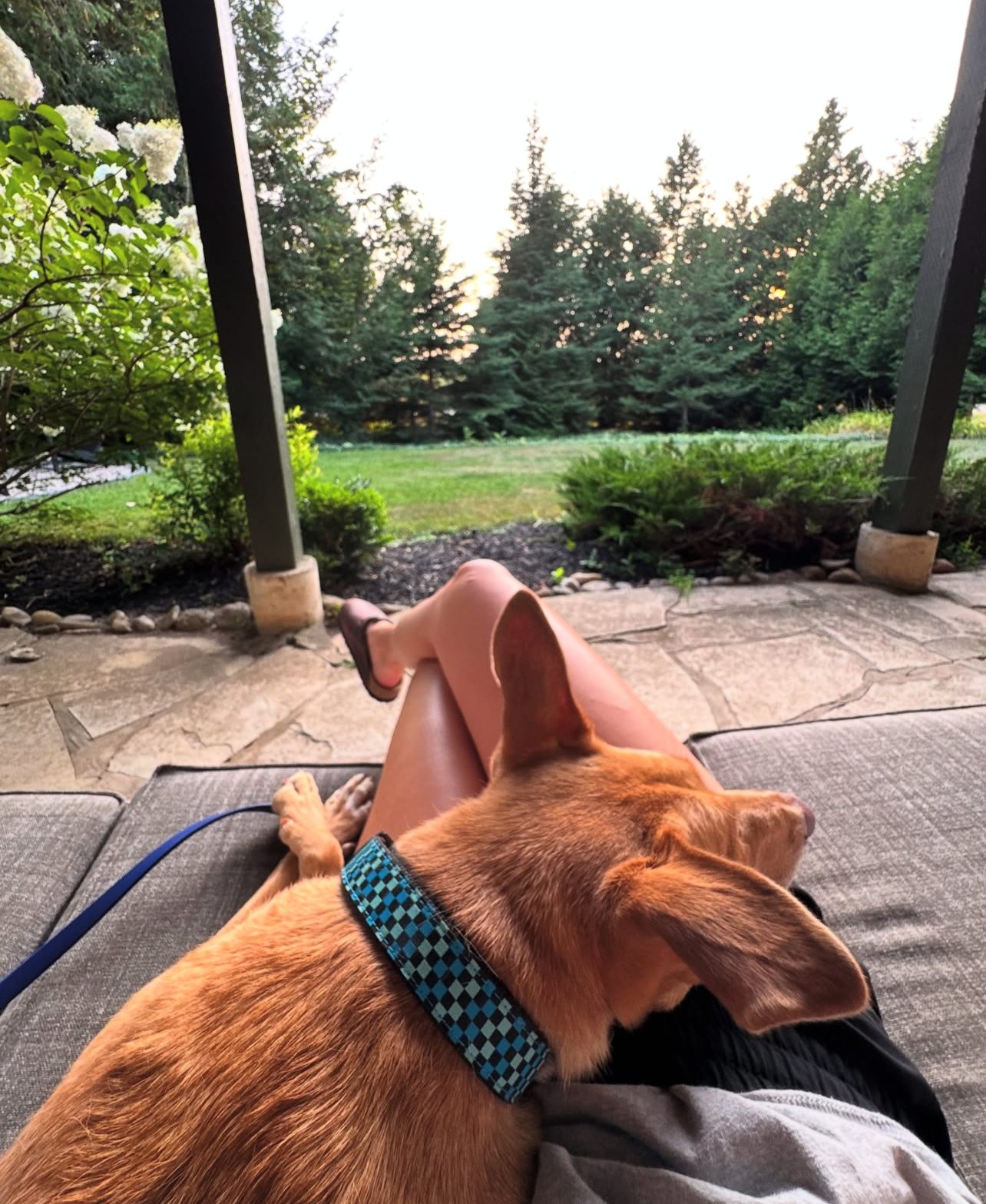 Photo of Ryder