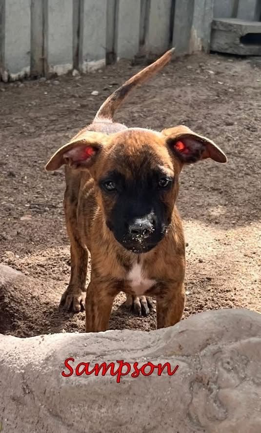 Photo of Samson