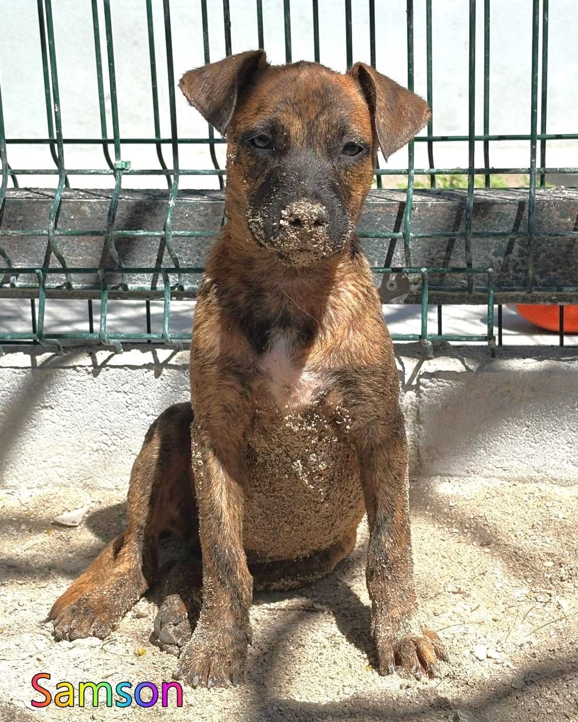 Photo of Samson