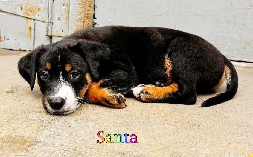 Photo of Santa