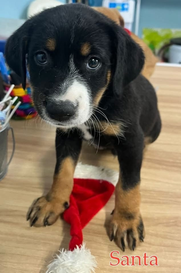 Photo of Santa